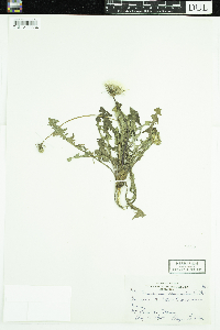 Taraxacum erythrospermum image