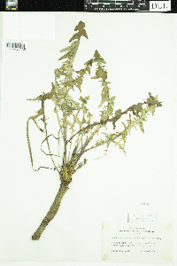 Taraxacum erythrospermum image