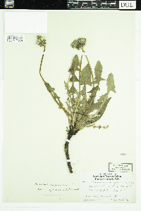 Taraxacum erythrospermum image