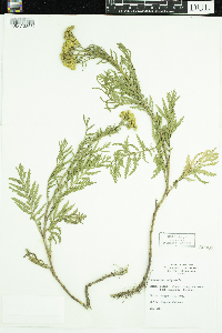 Tanacetum vulgare image