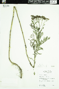 Tanacetum vulgare image