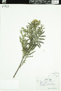 Tanacetum vulgare image