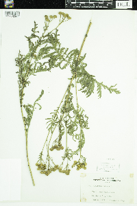 Tanacetum vulgare image