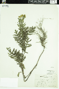 Tanacetum vulgare image