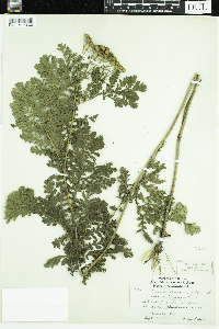 Tanacetum vulgare image