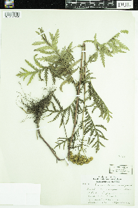 Tanacetum vulgare image