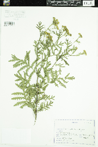 Tanacetum vulgare image