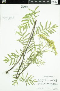 Tanacetum vulgare image