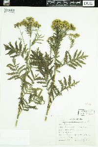 Tanacetum vulgare image