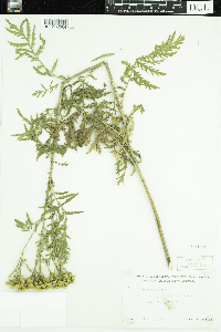 Tanacetum vulgare image