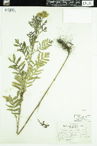Tanacetum vulgare image
