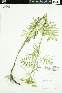 Tanacetum vulgare image
