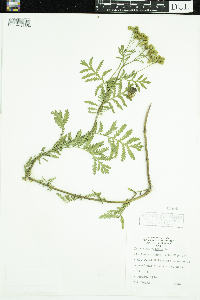 Tanacetum vulgare image