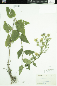 Symphyotrichum anomalum image