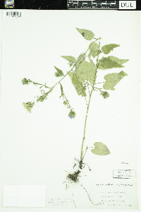 Symphyotrichum anomalum image