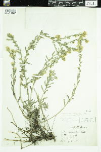 Symphyotrichum falcatum var. commutatum image