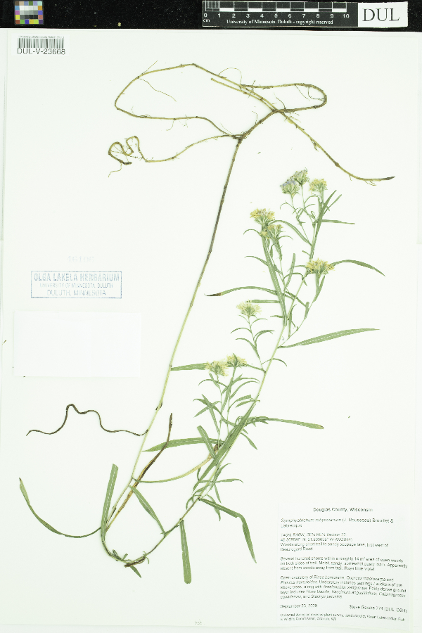 Symphyotrichum robynsianum image
