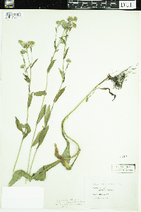 Media resource of Symphyotrichum foliaceum