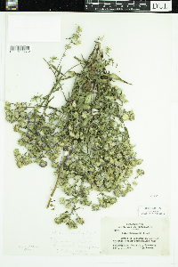 Symphyotrichum puniceum image