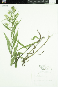 Symphyotrichum x longulum image