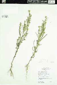 Symphyotrichum x longulum image