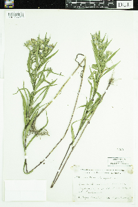 Symphyotrichum x longulum image