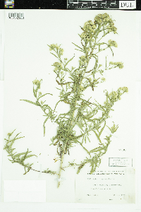 Symphyotrichum x longulum image