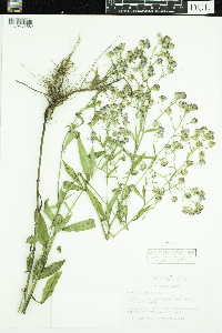 Symphyotrichum x longulum image