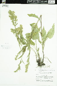 Symphyotrichum urophyllum image