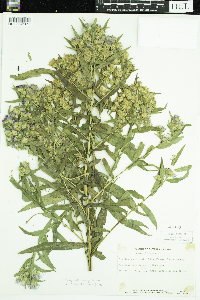 Symphyotrichum puniceum image