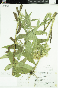 Symphyotrichum puniceum var. puniceum image