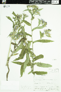 Symphyotrichum puniceum var. puniceum image