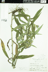 Symphyotrichum puniceum var. puniceum image