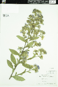 Symphyotrichum puniceum image