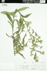 Symphyotrichum puniceum image