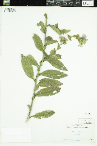 Symphyotrichum puniceum image