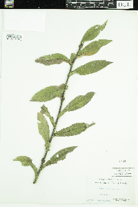 Symphyotrichum puniceum image