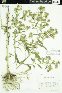Symphyotrichum puniceum image