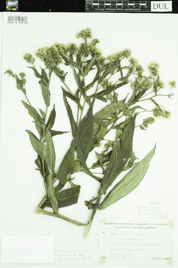 Symphyotrichum puniceum var. puniceum image