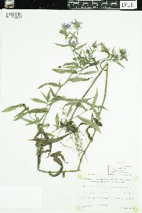 Symphyotrichum puniceum image