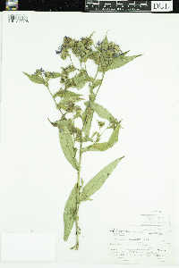 Symphyotrichum puniceum image