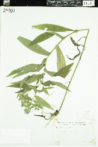 Symphyotrichum puniceum image