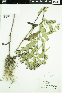 Symphyotrichum puniceum image