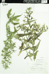 Symphyotrichum puniceum image