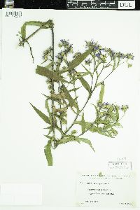 Symphyotrichum puniceum image