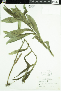 Symphyotrichum puniceum image
