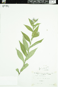 Symphyotrichum puniceum image
