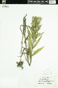 Symphyotrichum puniceum image