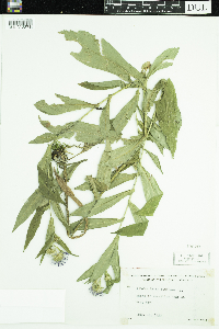 Symphyotrichum puniceum image
