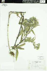 Symphyotrichum puniceum image